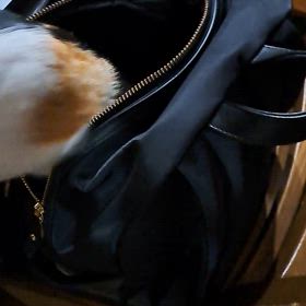 狭いところ好き　2024/11/30の画像