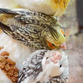 オカメインコさんが来てくれました！の画像