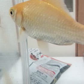 頑張った！！の画像