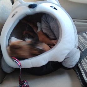 ジュジュが車に乗ると必ずすることの画像