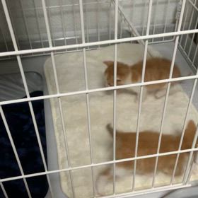 赤ちゃんの画像