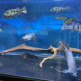 ★キクラ軍団！★の画像