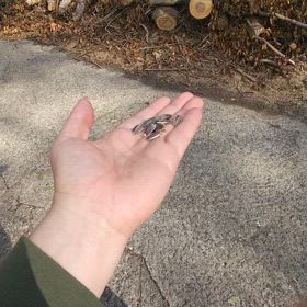 ヤマガラちゃんの画像