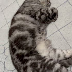 鼻詰まりの画像