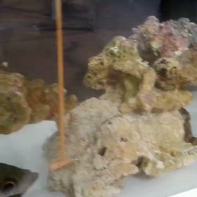 白メバルのマーチ君の画像