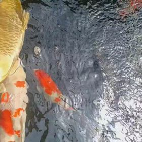 餌やり開始の画像