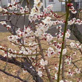 梅の花の画像