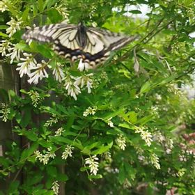 キアゲハ蝶が飛んできたの画像
