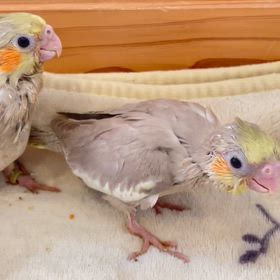 オカメインコのヒナちゃん販売中です！！の画像