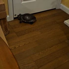 何かいる？の画像