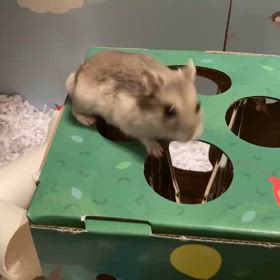 在りし日のぷーしゃん。の画像