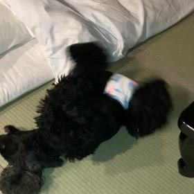 ゴロゴロスリスリの画像