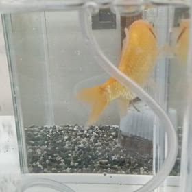 水槽！！の画像