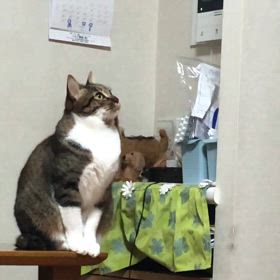 ちょっとかわいい次女マリーの挑戦は…思っていたんだにゃ！の画像