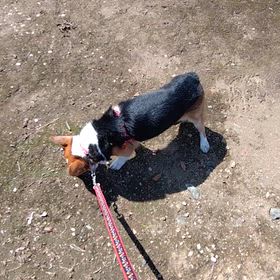 蛍のこと。。。の画像