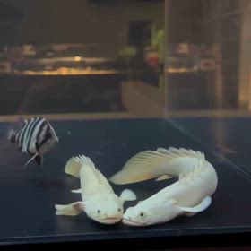 イケてる店にはイケてる魚！イケてる人はWraithで買うの画像