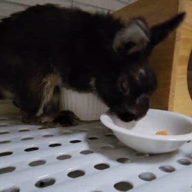 豆乳ビスケット　①の画像