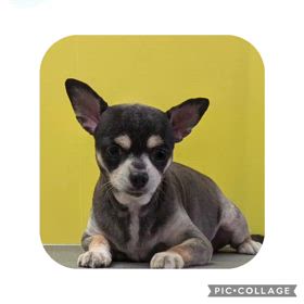 DOGXDOG トラくんの画像