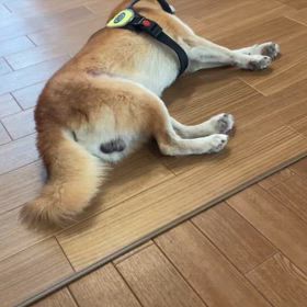 ケンタ柴犬8歳の画像