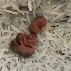 多頭飼い、崩壊の画像