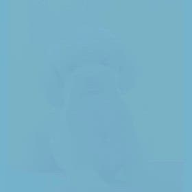 DOGXDOG ココちゃんの画像