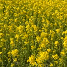 菜の花畑の画像