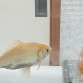 掃除しての……別々に。の画像