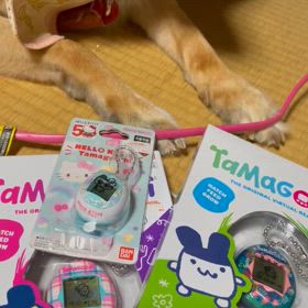 夕立は厄介の画像