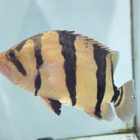 シャムタイガー販売魚！唯一無二のKING！の画像