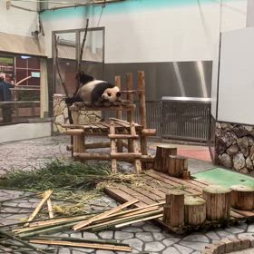 良浜　寝相がすごい！の画像