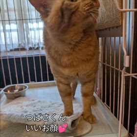 【里親募集準備中】茶トラの翼くんの画像