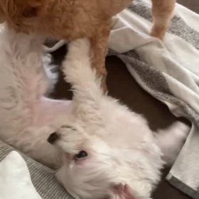 カーンッ！の画像