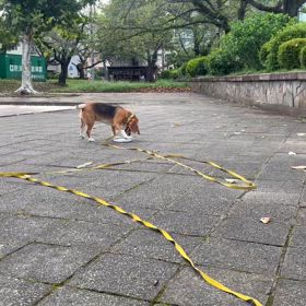 動くおいらの画像