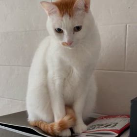 ◆甘えてくる時の画像