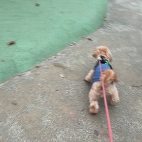 ”パシフィコ横浜 譲渡会のお知らせ【参加犬発表】”の画像