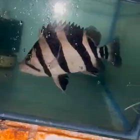 またまた極上リアルバンド 買い付け！爆買いしますよ！の画像