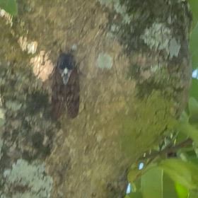 うるさいくらい泣いていますの画像