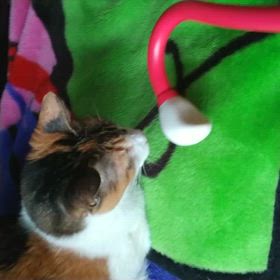 らんちゃんの声の画像