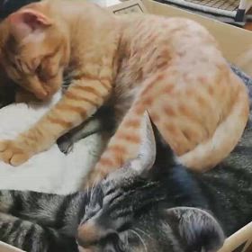 預かりさん宅の恵君と葵君の画像