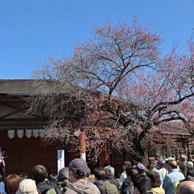 越生梅林梅まつり動画１の画像