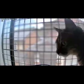 多頭飼育崩壊保護っ子達の様子　見守りカメラの画像