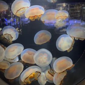 クソを連呼する　我が人生観の画像