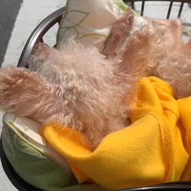 やっと晴れたのでの画像