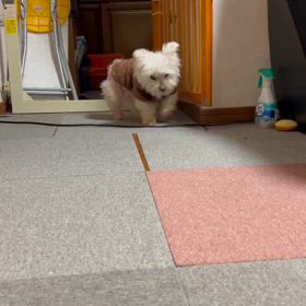 【2025年3月16日】歩き方おかしかったんだけど…の画像