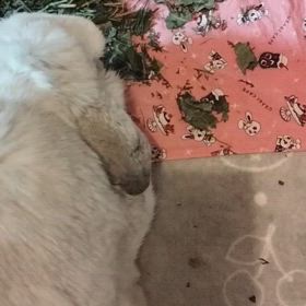 散らかし食べの画像