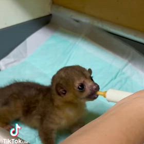 キンカジューの画像