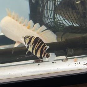 超レア魚！レイスのWバンド！ご成約頂きました！！の画像