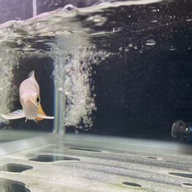 ★極上高背金龍！★の画像