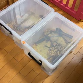 我が家の従業員さん達の画像