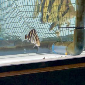 静岡のお客様に極美スマトラスーパーイエローご成約！の画像
